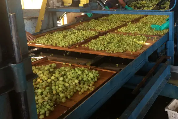 Del Rey Packing Company Grapes on Shaking Tray